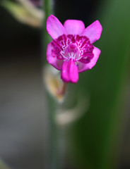 Calanthe cardioglossa