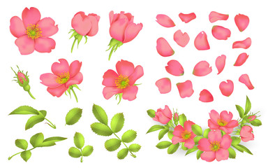 Dog-rose blooms. wild rose vector set - obrazy, fototapety, plakaty