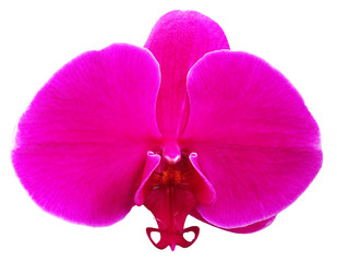 Pink Orchid Isolated on White Background