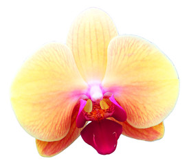 Fototapeta na wymiar Orchid Isolated on White Background