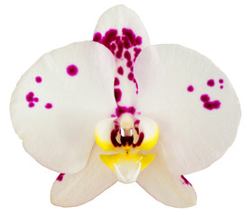 Pink Spotted Orchid Isolated on White Background
