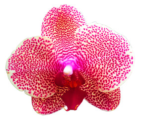 Pink Orchid Isolated on White Background