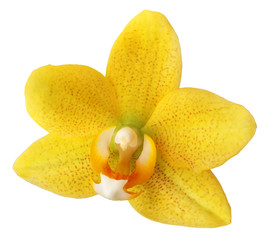 Yellow Orchid Isolated on White Background