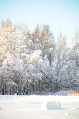 Winter frost on tree branches full frame close-up