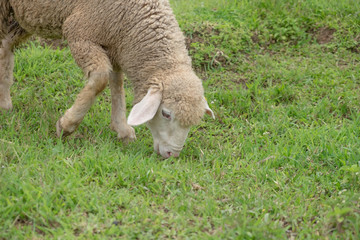 Naklejka na ściany i meble Sheep eating grass on the mountain.