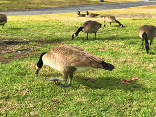 Canadian Geese