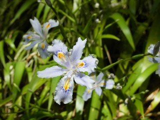 シャガの花