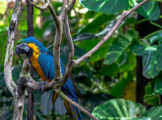 Bright Yellow and Blue Plumage on a Macaw Perched on a Branch