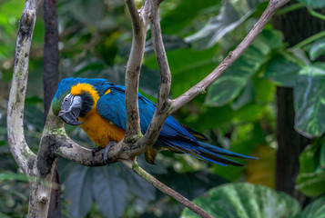 Bright Yellow and Blue Plumage on a Macaw Perched on a Branch
