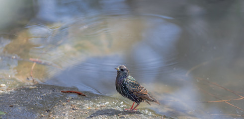 Metallic Hued Plumage on a European Starling Standing on a Rock at the Water's Edge