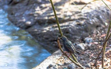 Bright Metallic Hued Plumage on a European Starling Perched on a Branch
