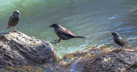 Earth Toned Plumage on a Trio of Birds Perched on Rocks at the water's Edge