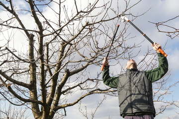 Tree pruning during sunny winter day