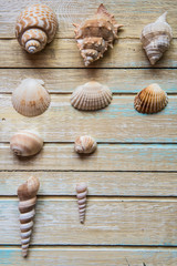 Seashells on a wooden background. Collection of seashels