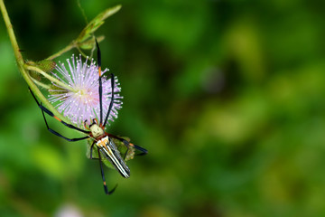 Spider osensitive or sleepy plant in the garden.