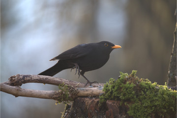 Amsel auf Ast