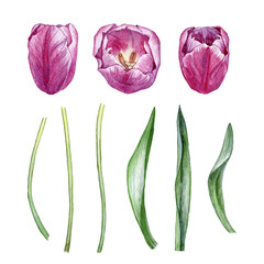 Hand drawn watercolor buds, stems and leaves of tulips on white background