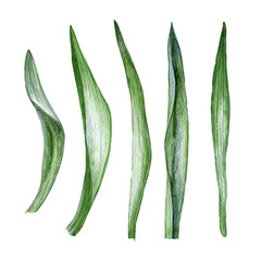 Hand drawn watercolor leaves of tulips on white background