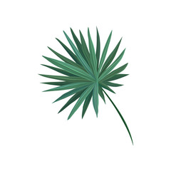 Naklejka na ściany i meble Green fan palm tree leaf vector Illustration