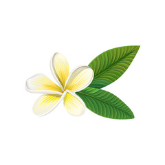 Frangipani flower with leaves vector Illustration