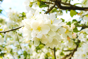 Large white flowers on a tree in a spring garden