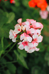 Closeup of white and pink Geranium flower in Garden
