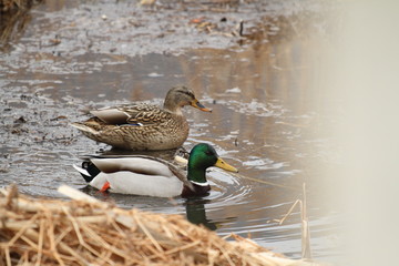A duck couple floating on a lake