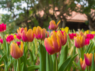 Beautiful tulip garden on blur background