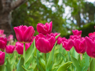 Pink tulip garden on blur background