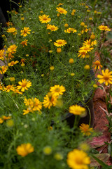 nature flower yellow