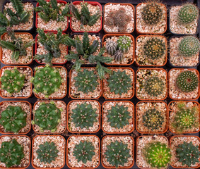 pattern plant backgrounds