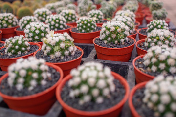 pattern plant backgroundsOLYMPUS DIGITAL CAMERA