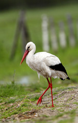 Single White Stork bird on grassy wetlands during a spring nesting period