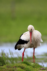 Single White Stork bird on grassy wetlands during a spring nesting period