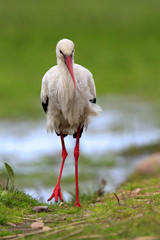 Single White Stork bird on grassy wetlands during a spring nesting period
