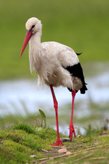 Single White Stork bird on grassy wetlands during a spring nesting period