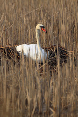 Single Mute Swan bird on a nest during the spring nesting period