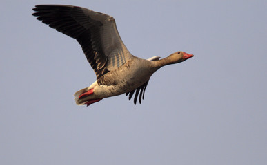 Single Greylag Goose in flight over grassy wetlands during a spring nesting period