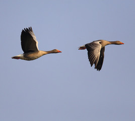 Pair of Greylag Goose in flight over grassy wetlands during a spring nesting period