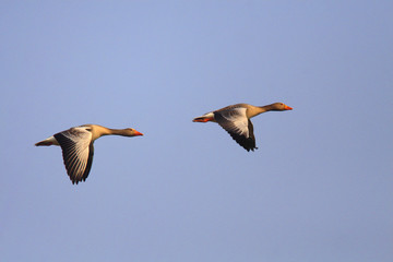 Pair of Greylag Goose in flight over grassy wetlands during a spring nesting period