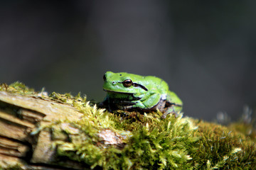 Single Common Tree Frog known also as European Tree Frog resting on a tree branch in a Poland forest in spring season