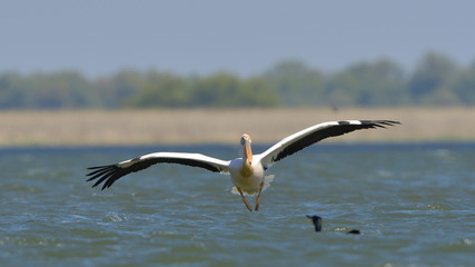 White Pelican (Pelecanus onocrotalus)