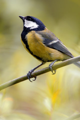 Single Great tit bird on a tree branch during a spring nesting period © Art Media Factory