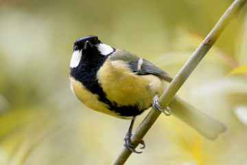 Single Great tit bird on a tree branch during a spring nesting period © Art Media Factory