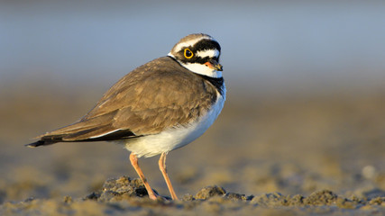 Little ringed plover (Charadrius dubius)