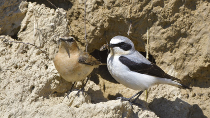 Northern wheatear (Oenanthe oenanthe)