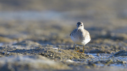 Wood sandpiper (Tringa glareola)