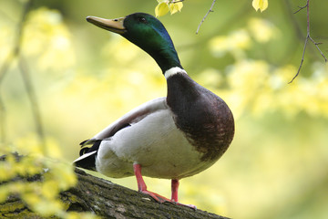 Single male Mallard Duck bird on a tree branch during a spring nesting period