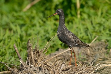 Spotted redshank on the ground
