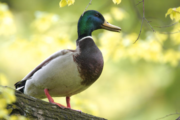 Fototapeta premium Single male Mallard Duck bird on a tree branch during a spring nesting period